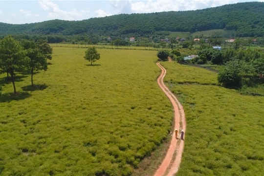 Xanh mát bãi rễ Côn Sơn